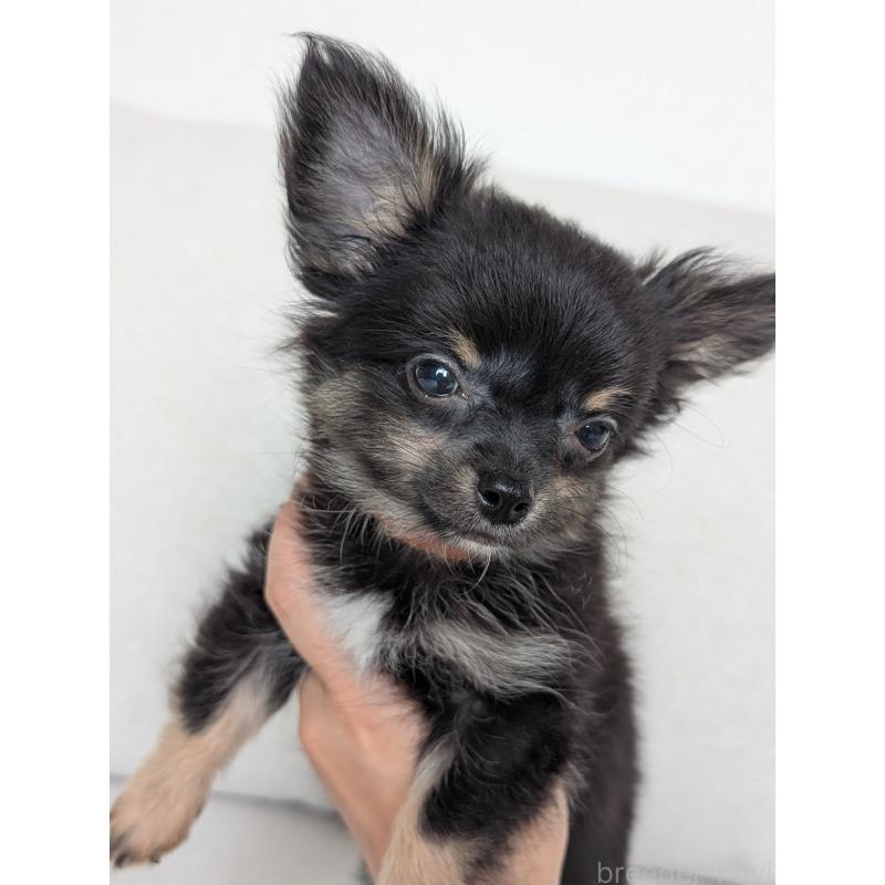 販売中の北海道のミックス犬-401434の11枚目