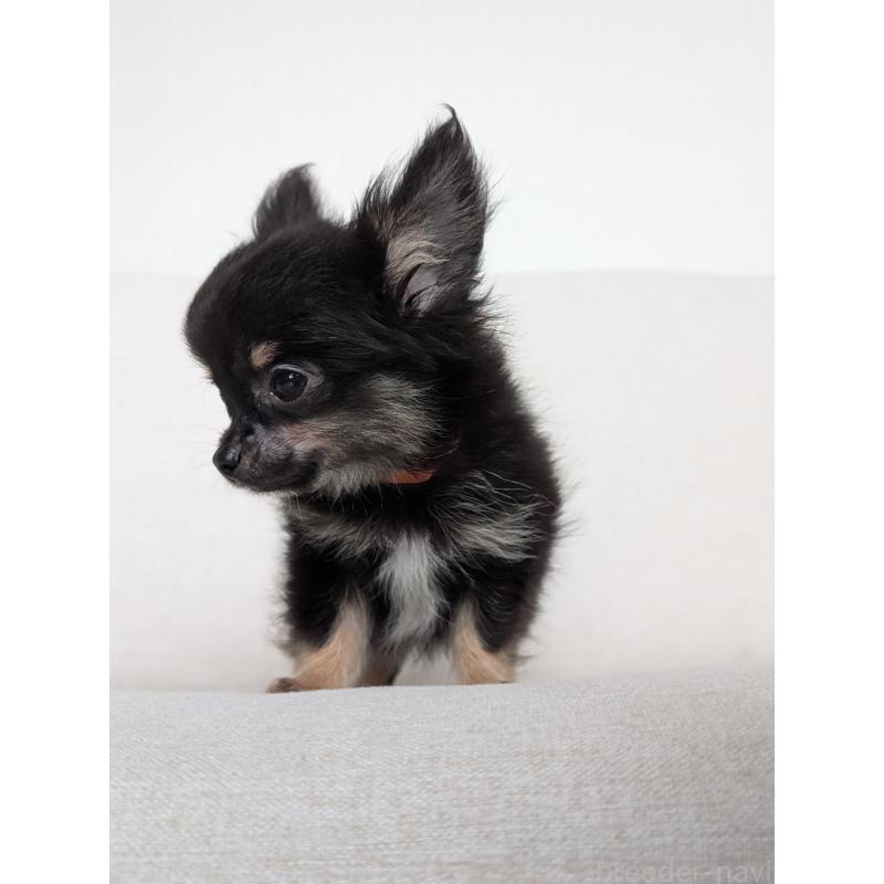 販売中の北海道のミックス犬-401434の10枚目