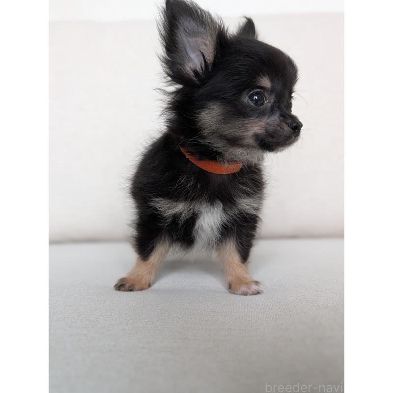 販売中の北海道のミックス犬-401434の9枚目