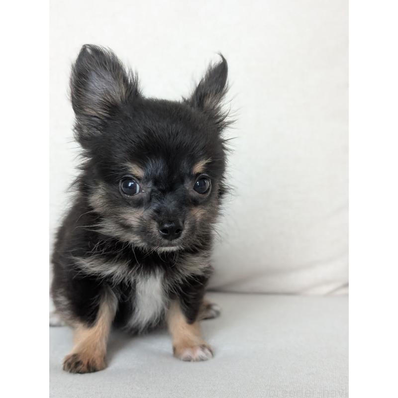 販売中の北海道のミックス犬-401434の7枚目