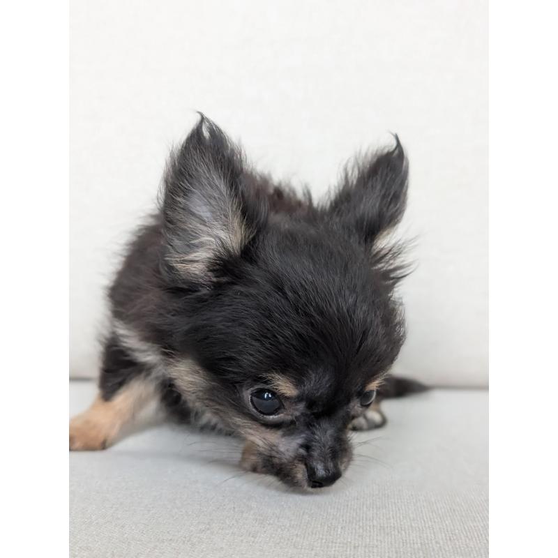 販売中の北海道のミックス犬-401434の6枚目