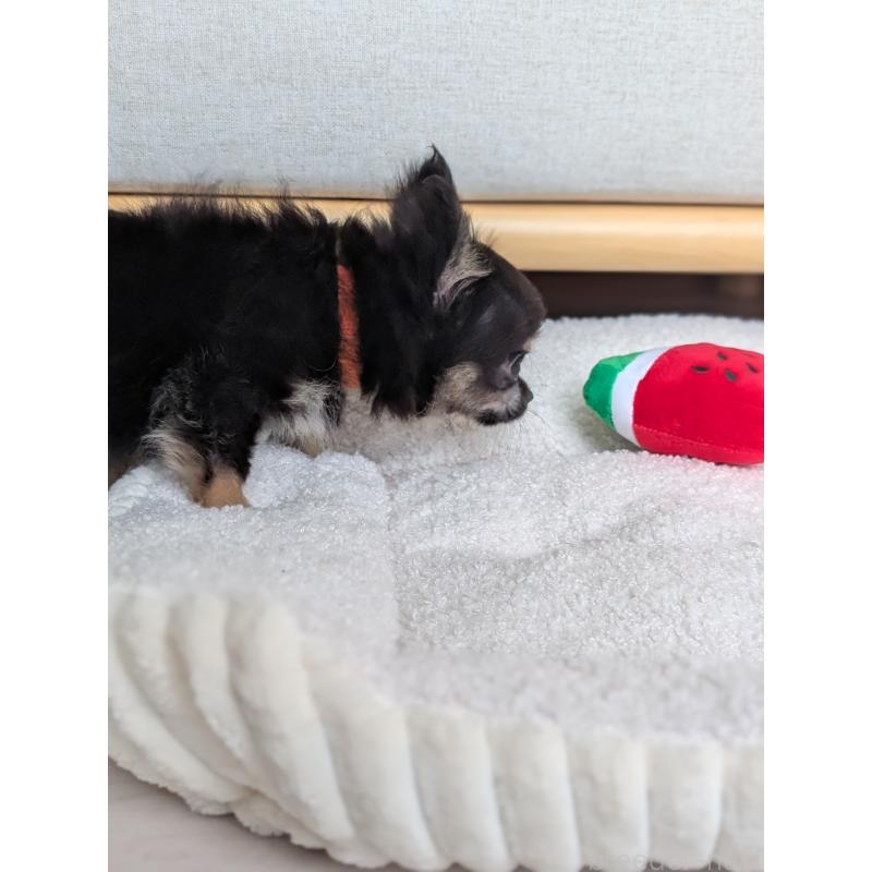 販売中の北海道のミックス犬-401434の4枚目