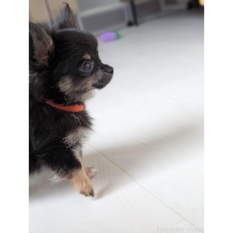 販売中の北海道のミックス犬-401434の3枚目