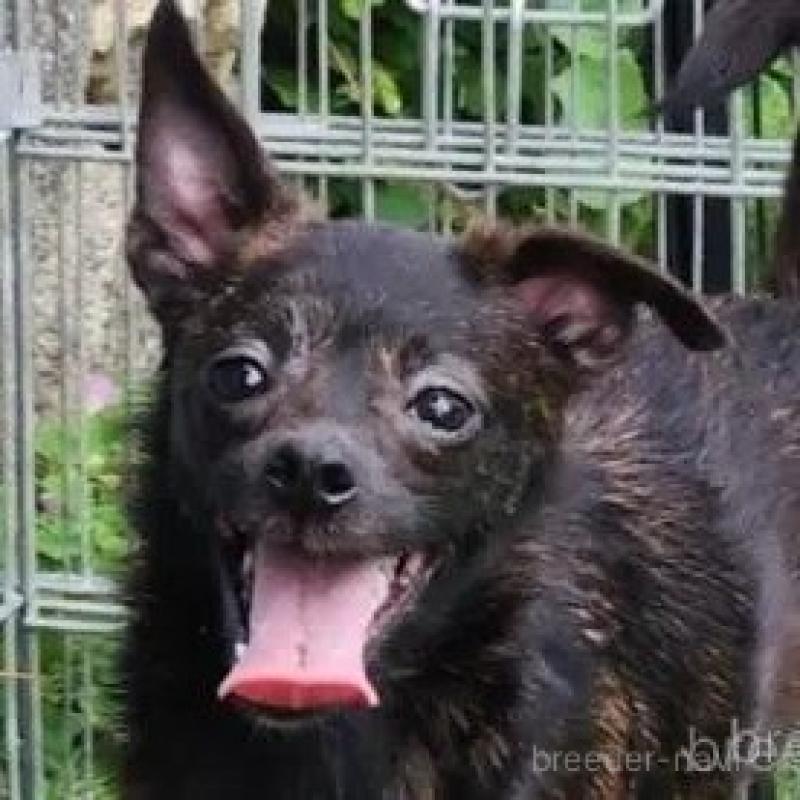 販売中の福岡県のミックス犬-409148の1枚目