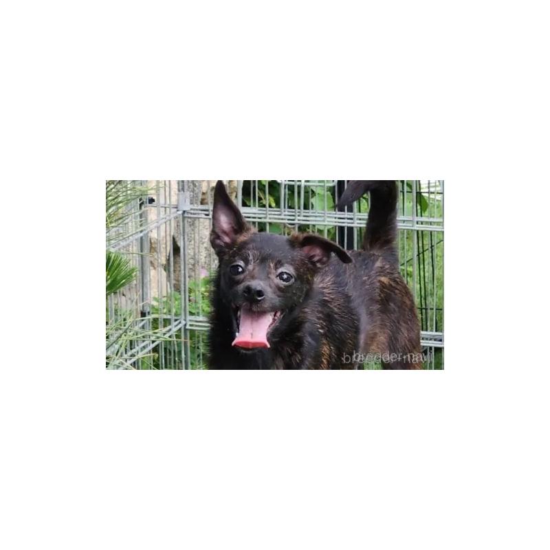 販売中の福岡県のミックス犬-409148の2枚目