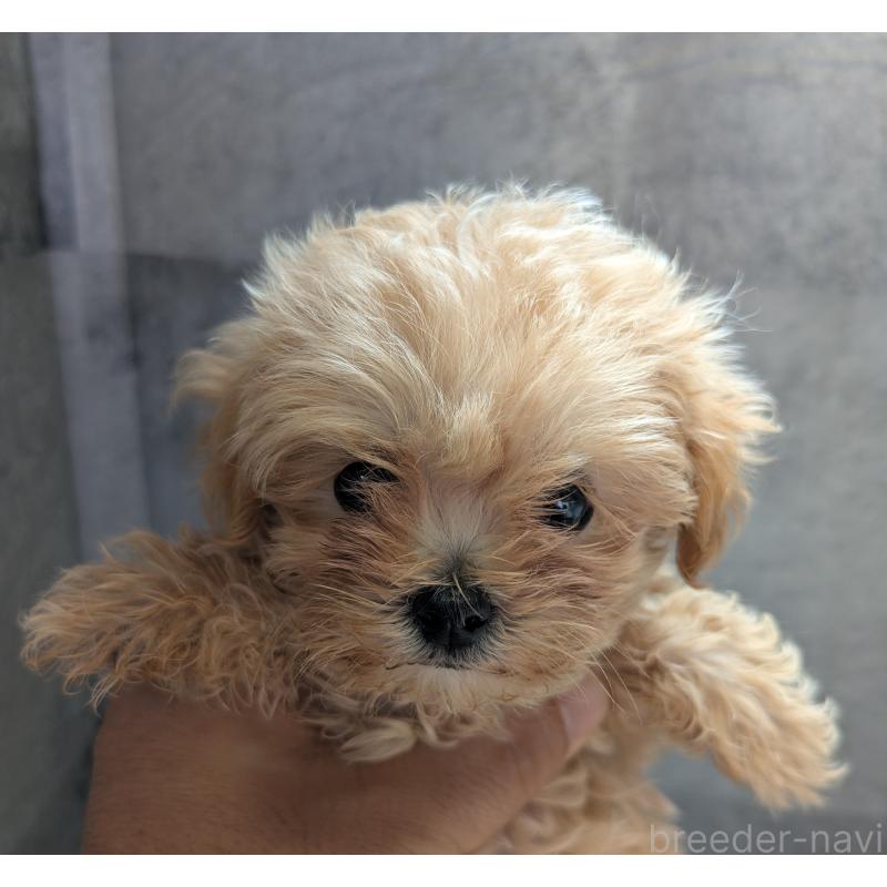 販売中の茨城県のミックス犬-405713の2枚目