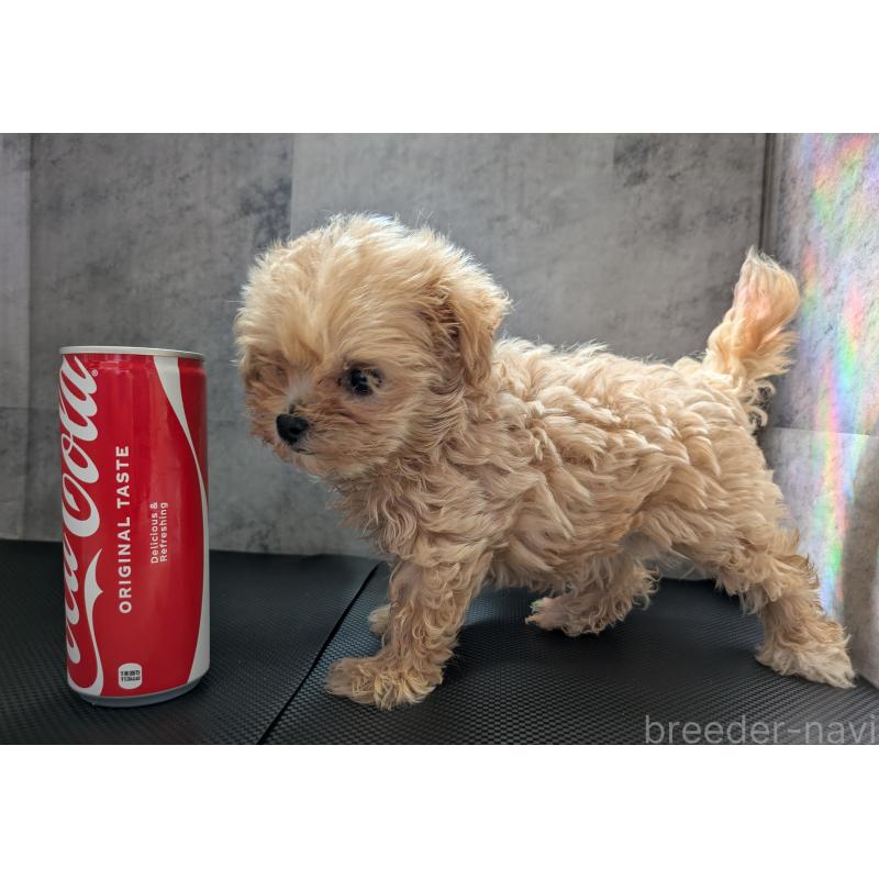販売中の茨城県のミックス犬-405713