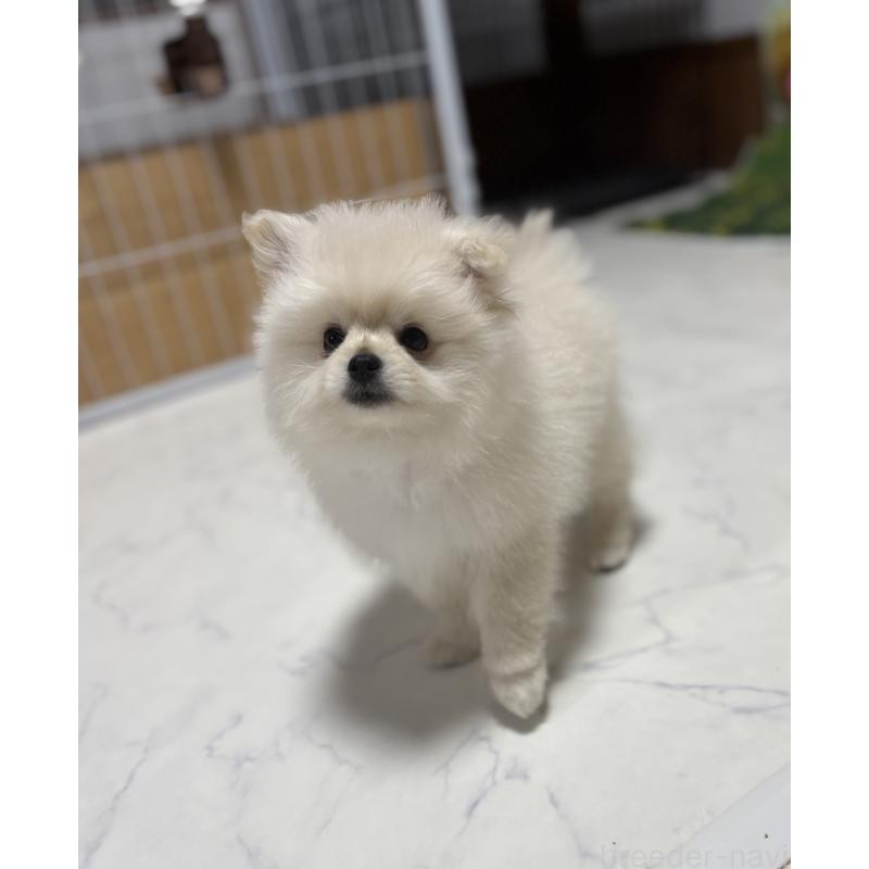 販売中の茨城県のミックス犬-402999の8枚目