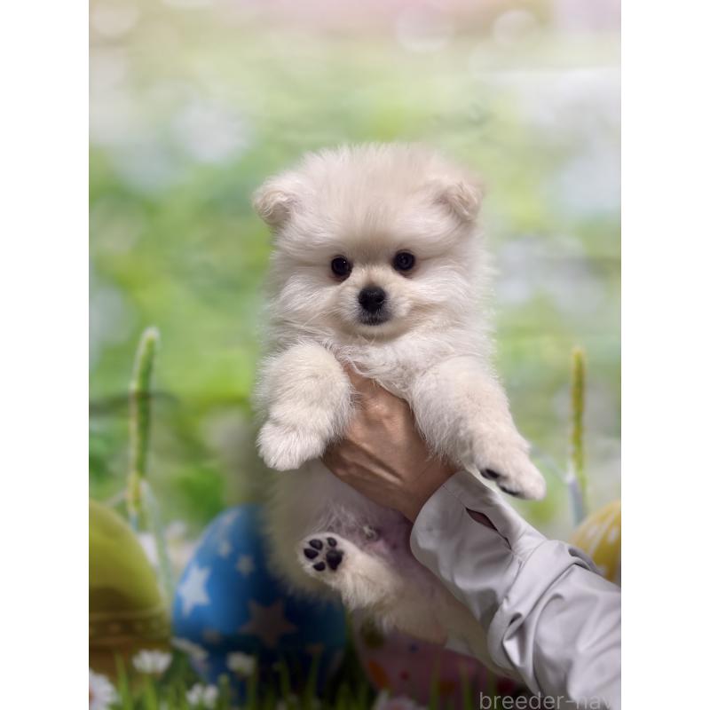 販売中の茨城県のミックス犬-402999の7枚目