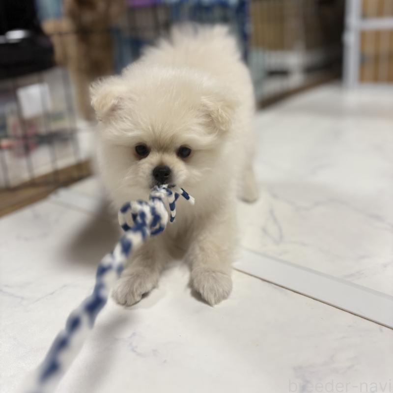 販売中の茨城県のミックス犬-402999の5枚目
