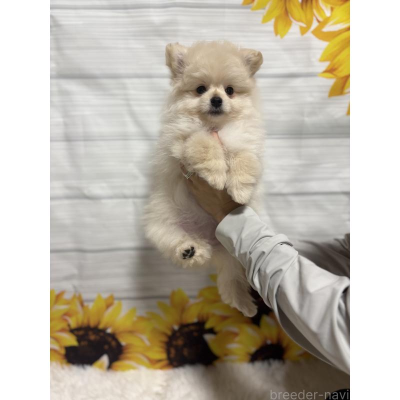 販売中の茨城県のミックス犬-399587の7枚目