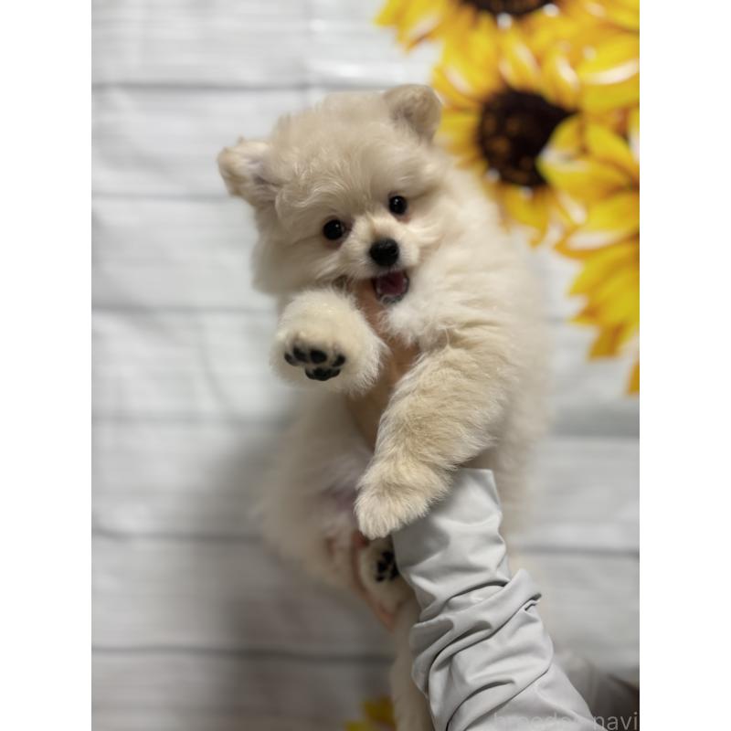 販売中の茨城県のミックス犬-399587の6枚目