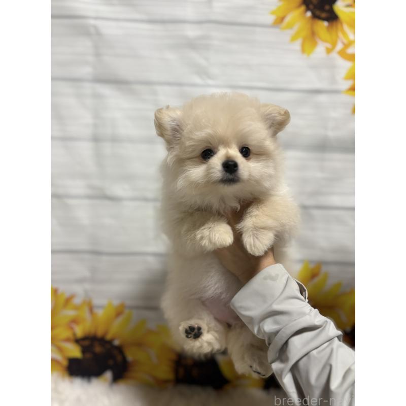 販売中の茨城県のミックス犬-399587の4枚目