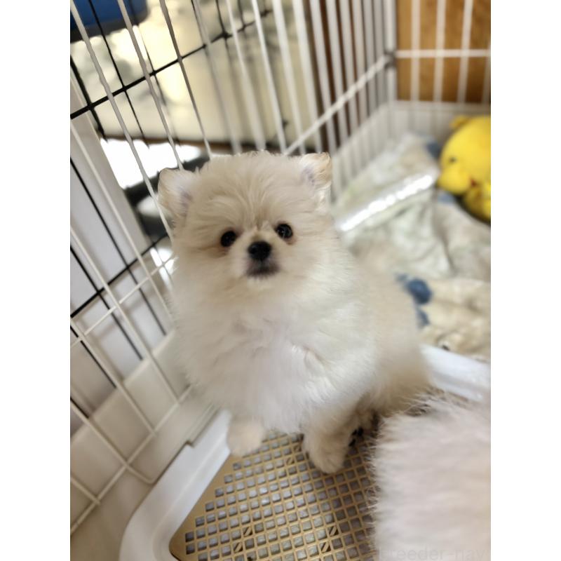 販売中の茨城県のミックス犬-399587の3枚目