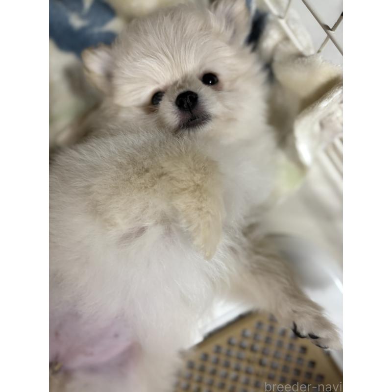 販売中の茨城県のミックス犬-399587の2枚目
