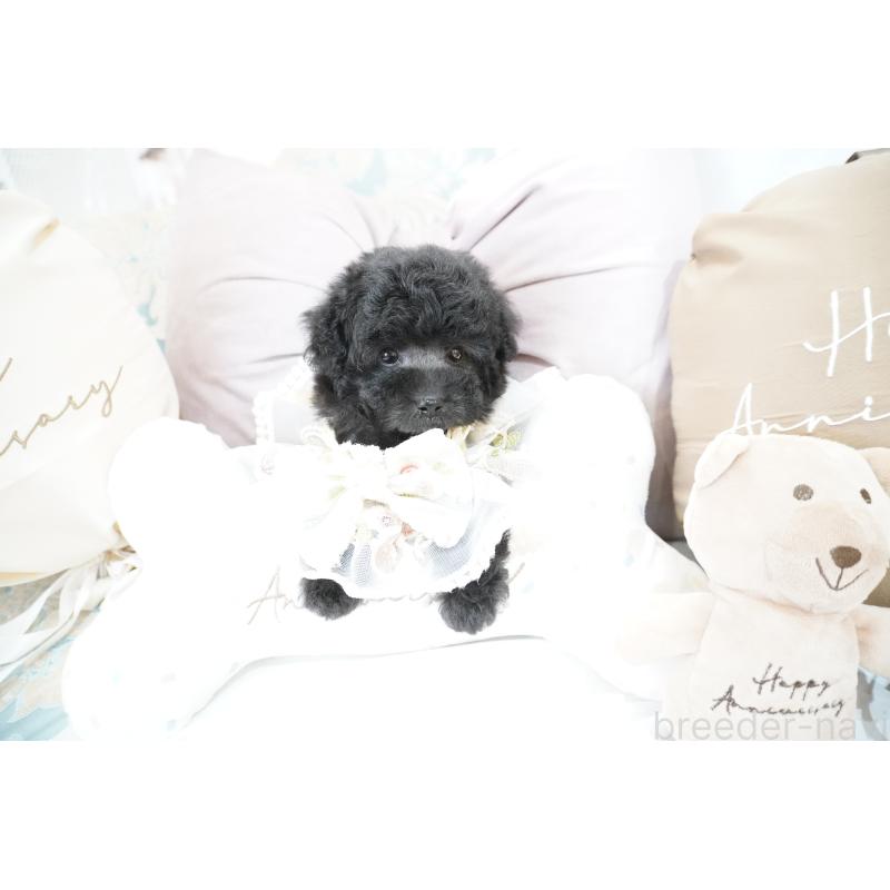 成約済の大阪府のティーカッププードル-407000の10枚目