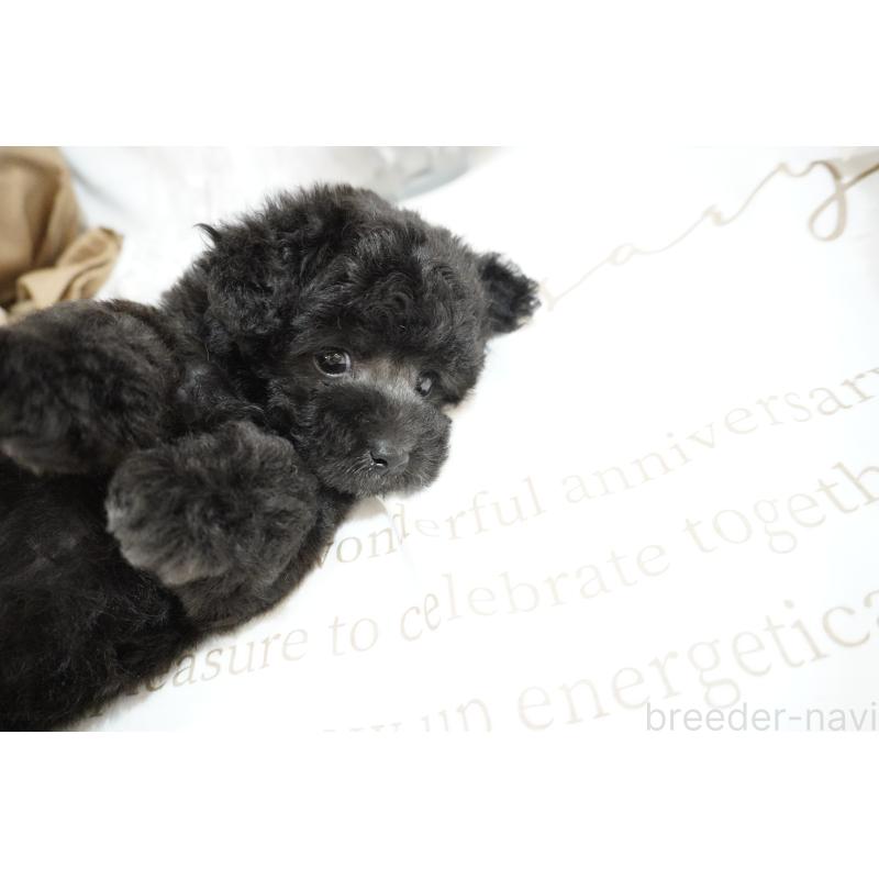 成約済の大阪府のティーカッププードル-407000の9枚目