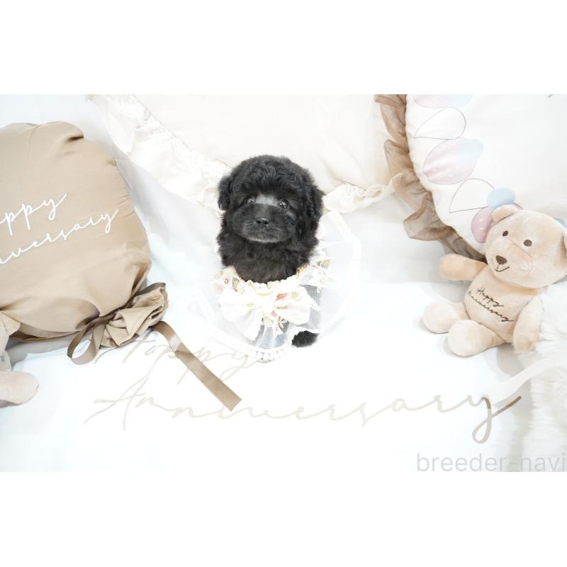 成約済の大阪府のティーカッププードル-407000の8枚目