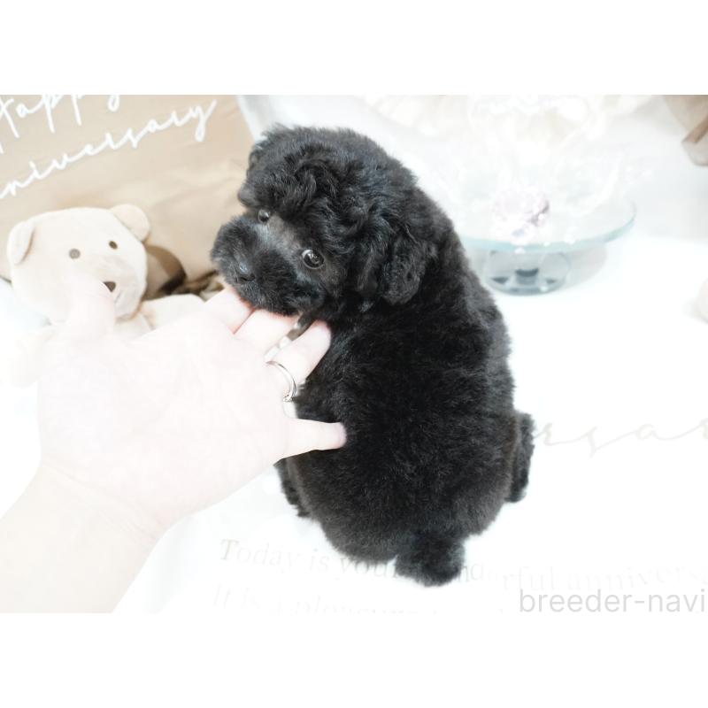 成約済の大阪府のティーカッププードル-407000の7枚目