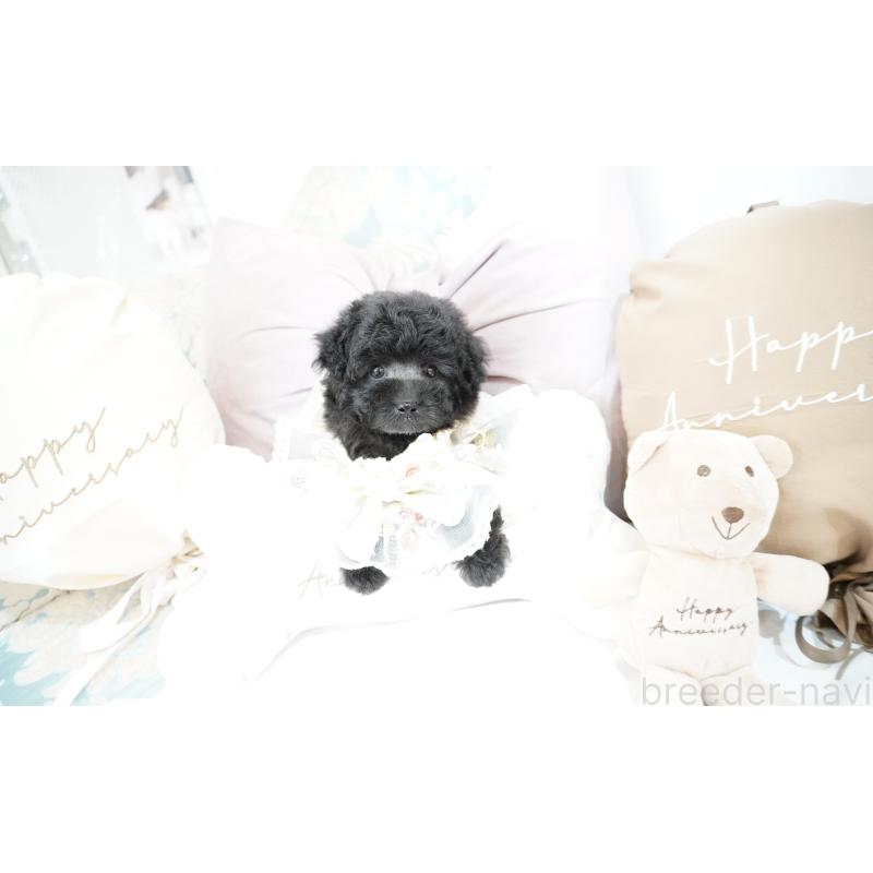 成約済の大阪府のティーカッププードル-407000の6枚目