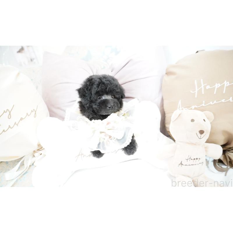 成約済の大阪府のティーカッププードル-407000の5枚目