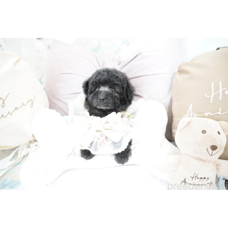 成約済の大阪府のティーカッププードル-407000の4枚目