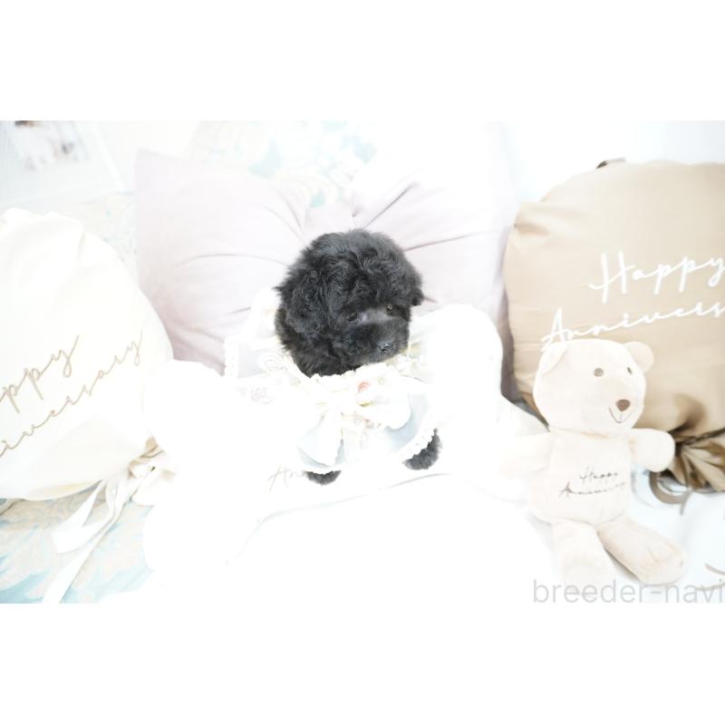 成約済の大阪府のティーカッププードル-407000の3枚目