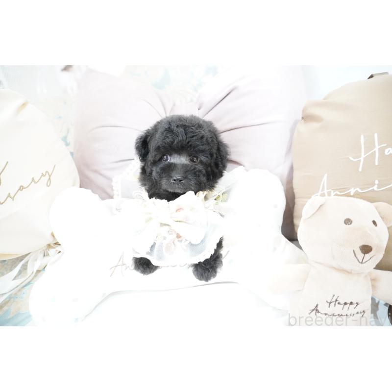 成約済の大阪府のティーカッププードル-407000の2枚目