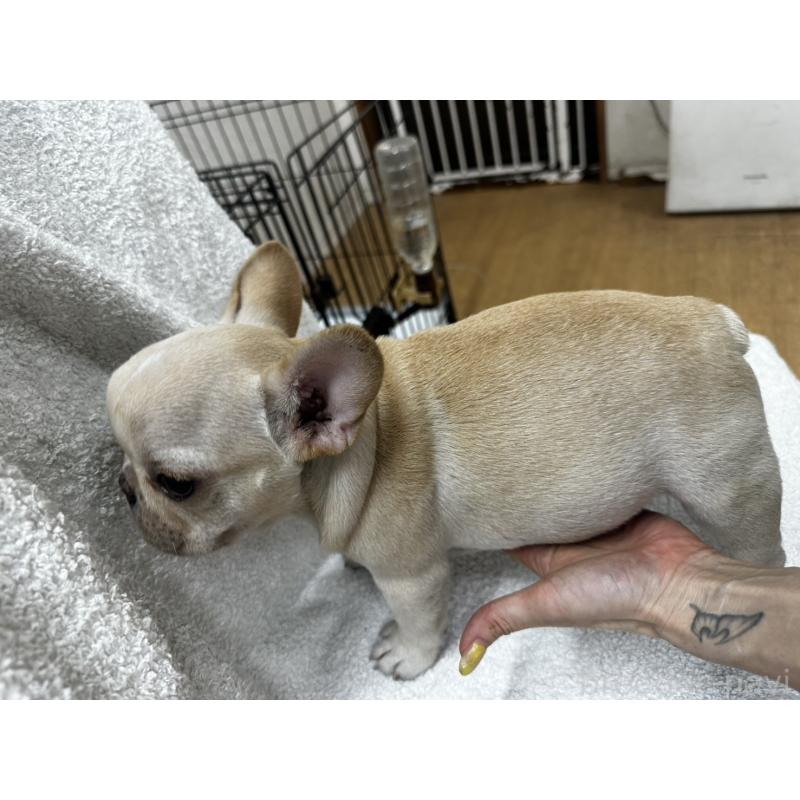 販売中の千葉県のフレンチブルドッグ-398849の3枚目