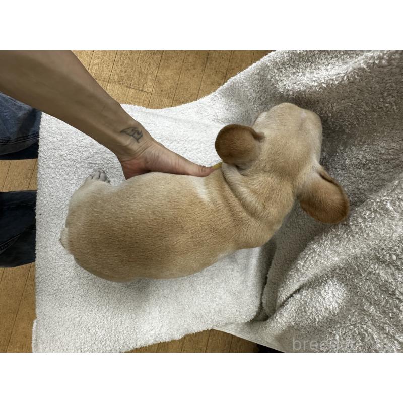 販売中の千葉県のフレンチブルドッグ-398849の2枚目