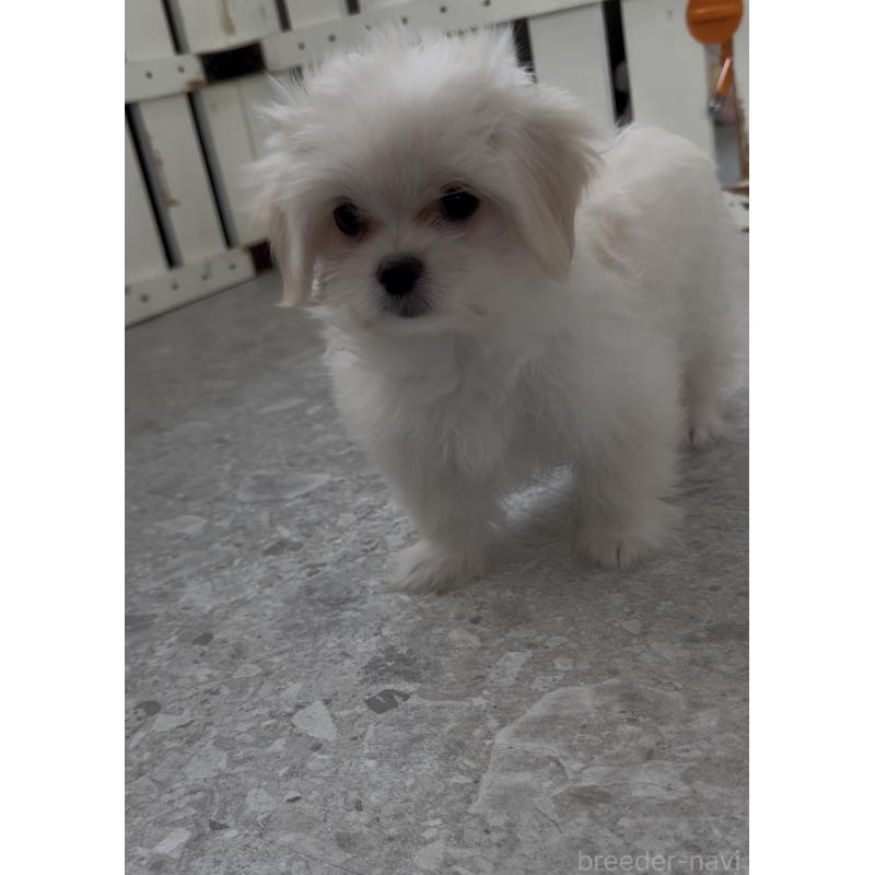 成約済の福岡県のミックス犬-404040の5枚目