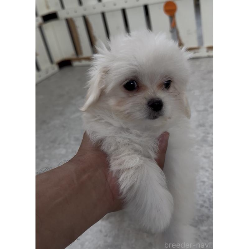 成約済の福岡県のミックス犬-404040の4枚目