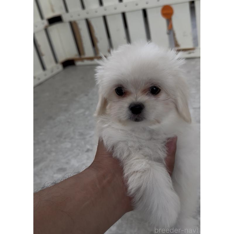 成約済の福岡県のミックス犬-404040の3枚目