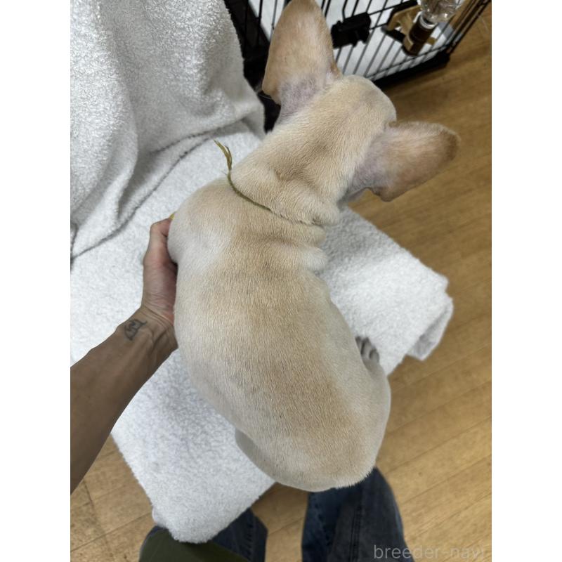 販売中の千葉県のフレンチブルドッグ-398845の2枚目