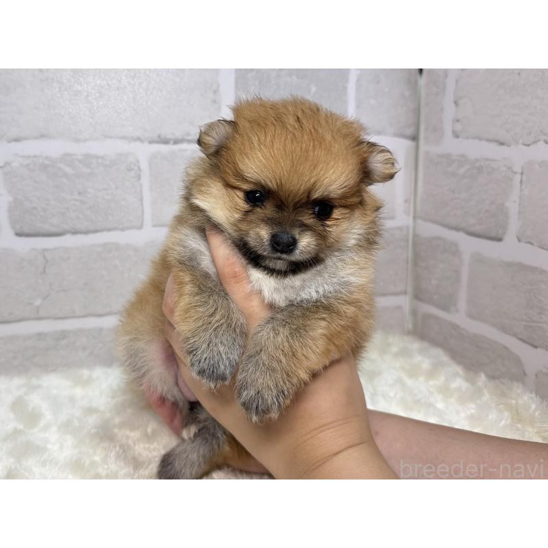 成約済の熊本県のポメラニアン-406482