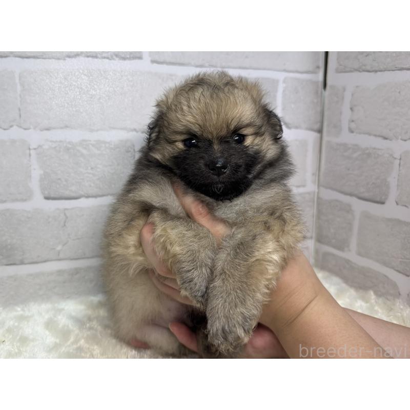 成約済の熊本県のポメラニアン-406483の1枚目