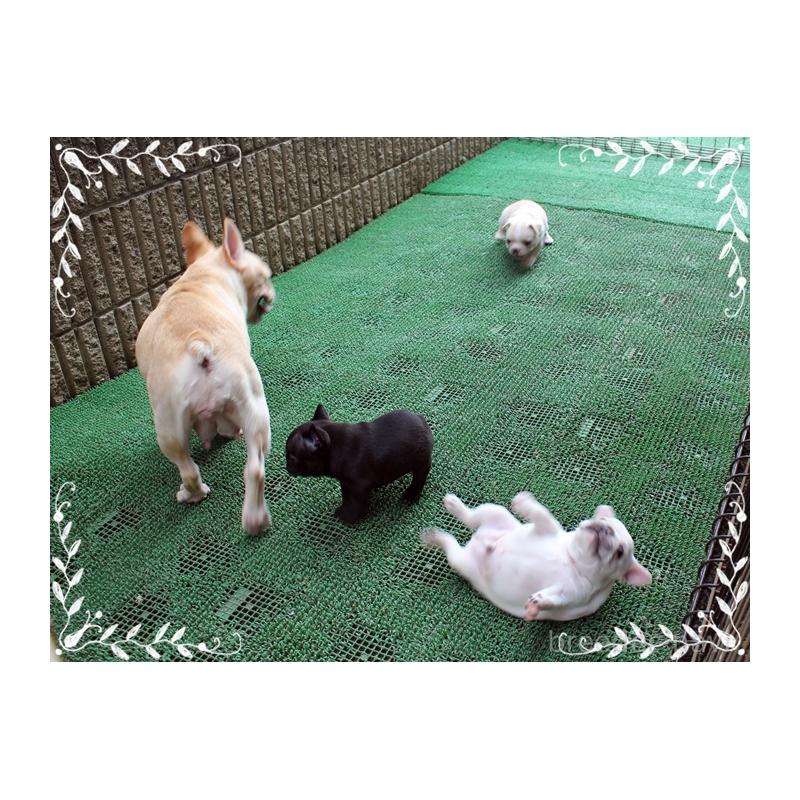 成約済の神奈川県のフレンチブルドッグ-408934の7枚目