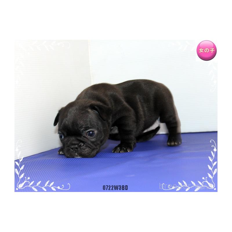 成約済の神奈川県のフレンチブルドッグ-408934の6枚目