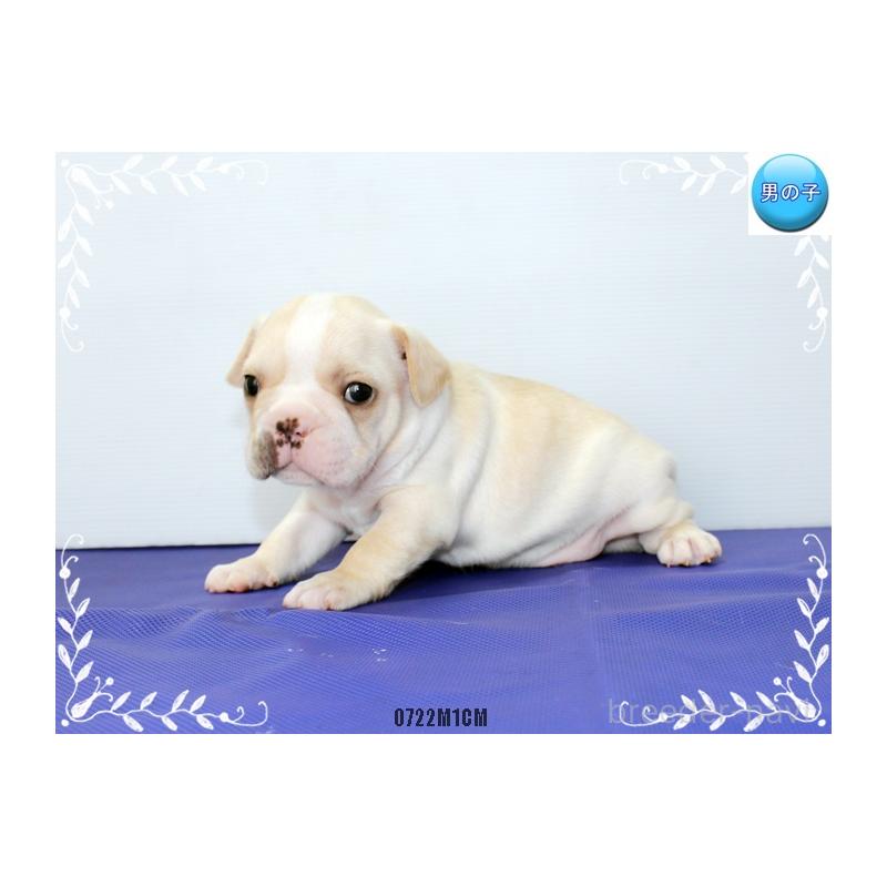 成約済の神奈川県のフレンチブルドッグ-408932の8枚目