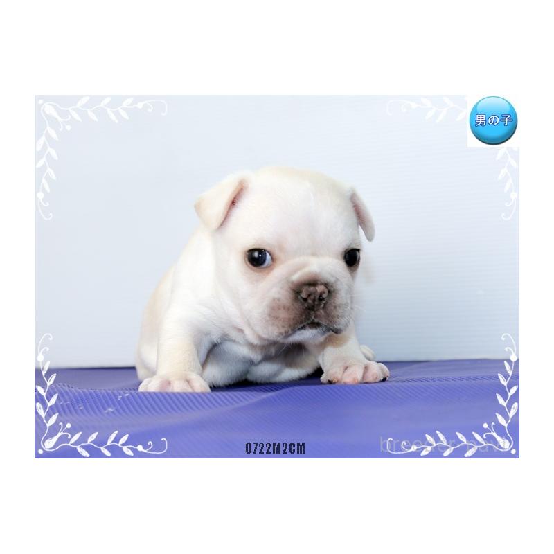 成約済の神奈川県のフレンチブルドッグ-408933の8枚目