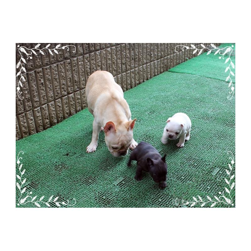 成約済の神奈川県のフレンチブルドッグ-408933の7枚目