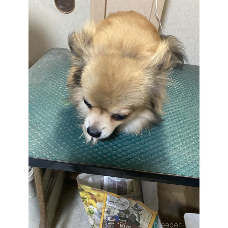 販売中の千葉県のチワワ(ロングコート)-409189の12枚目