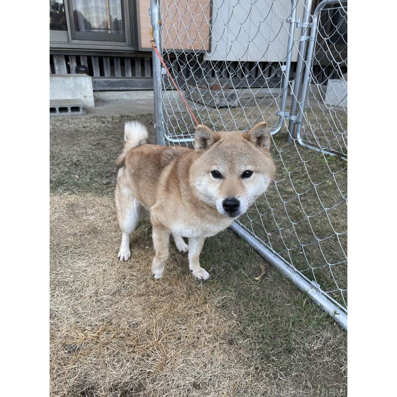 トキちゃん1枚目