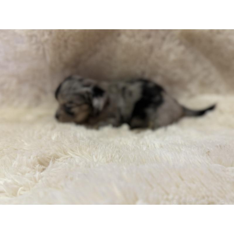 販売中の福岡県のチワックス:チワワ×ミニチュアダックスフンド-409204の3枚目