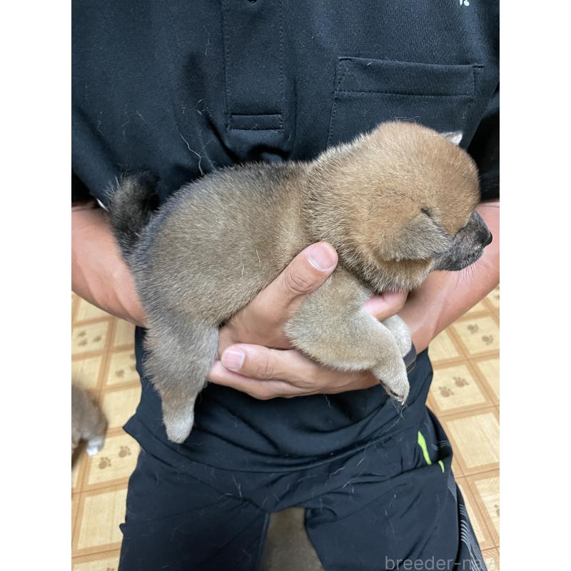販売中の茨城県の柴犬-409207の4枚目