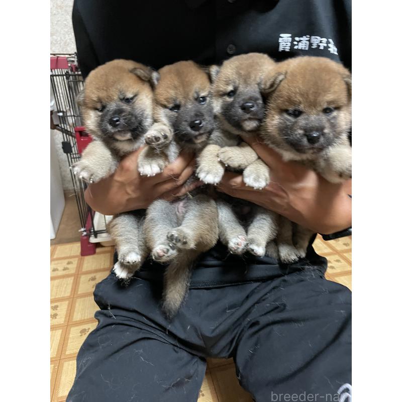 販売中の茨城県の柴犬-409207の2枚目