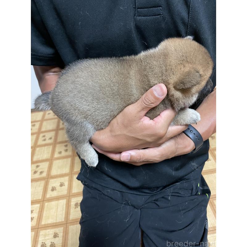販売中の茨城県の柴犬-409211の4枚目