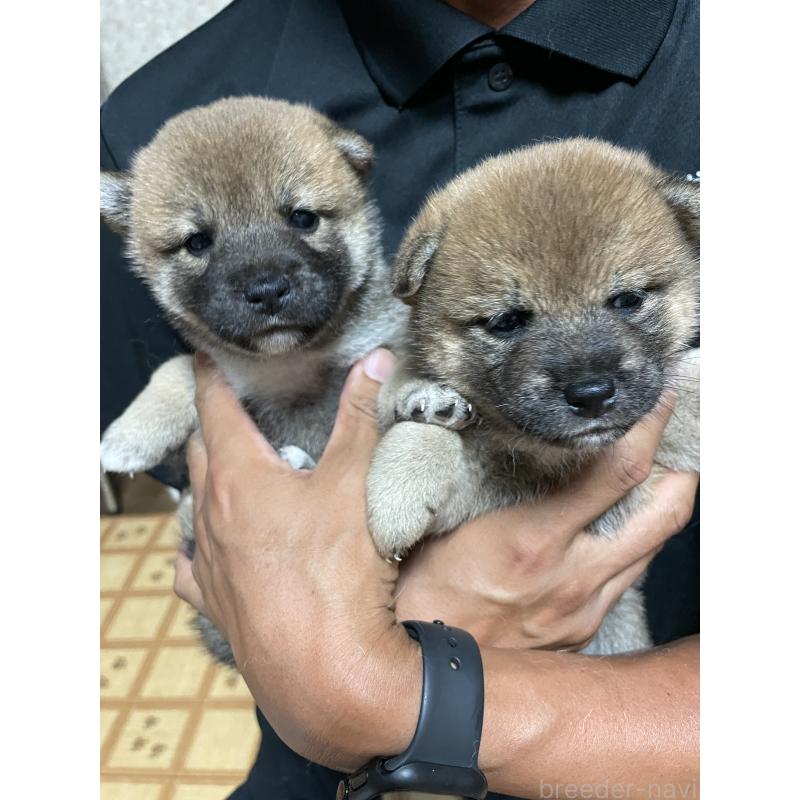 販売中の茨城県の柴犬-409211の2枚目