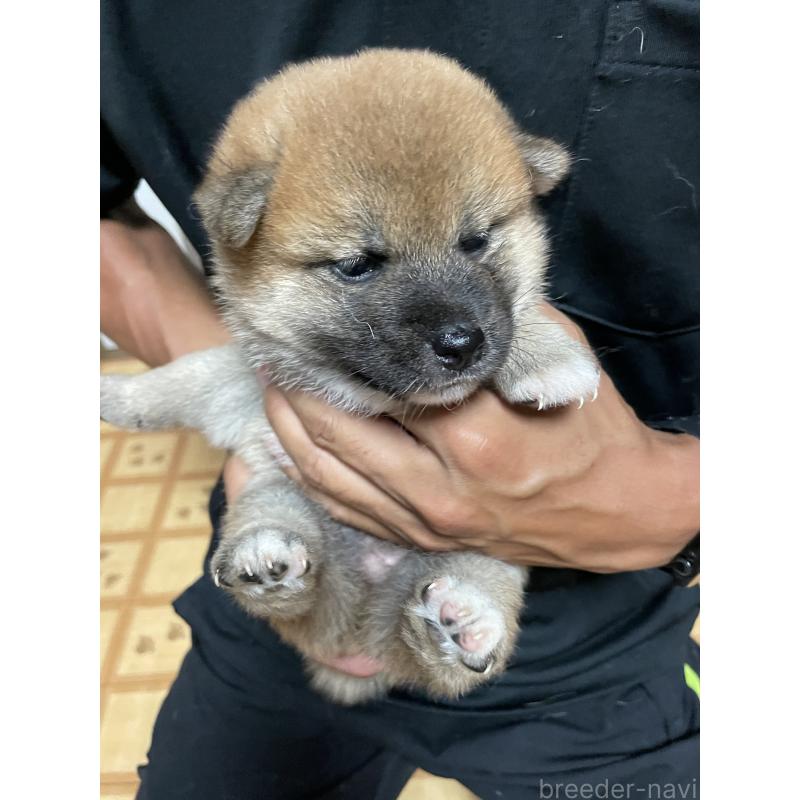 販売中の茨城県の柴犬-409215の4枚目