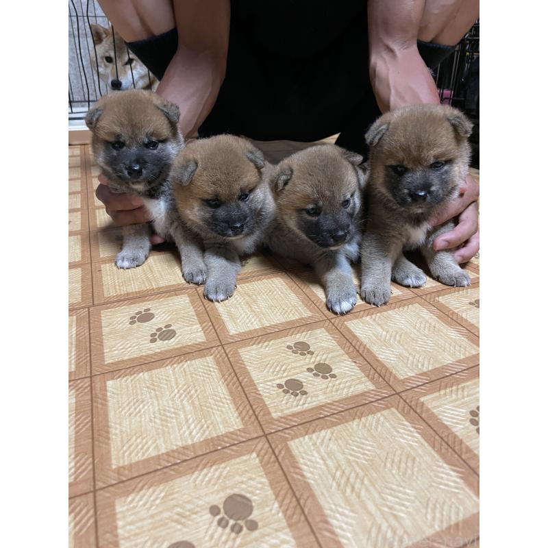 販売中の茨城県の柴犬-409215の3枚目